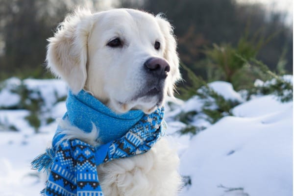 dog in cold temperature causes dog pee foamy