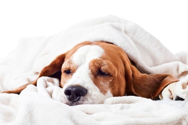 dog is lethargic