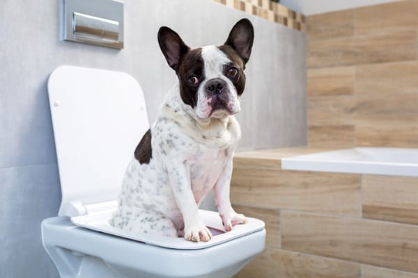 dog need toilet