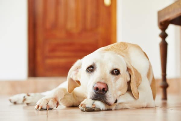 dog nervous