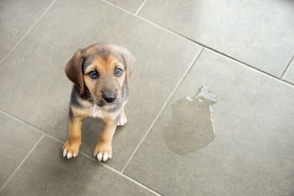 dog normal urine