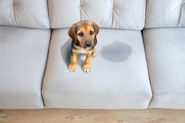 dog pee on sofa
