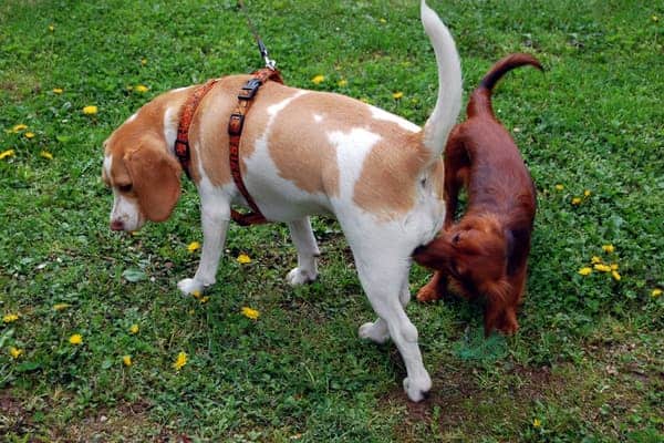 dog sniff other dog's butt