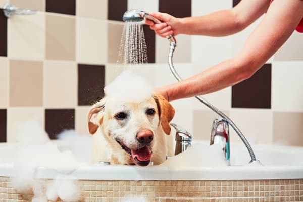 dog taking a bath