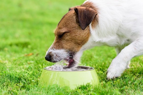 dog thirsty