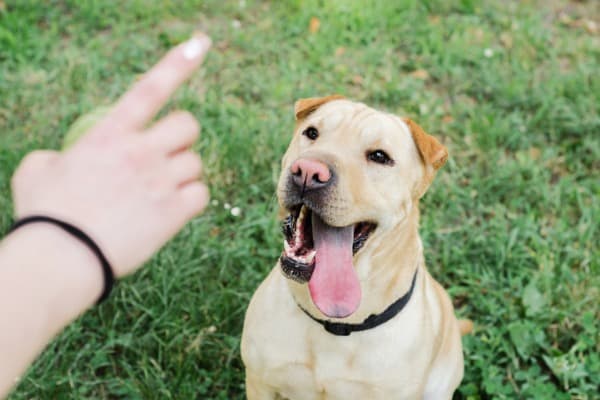 dog won't pee outside on grass