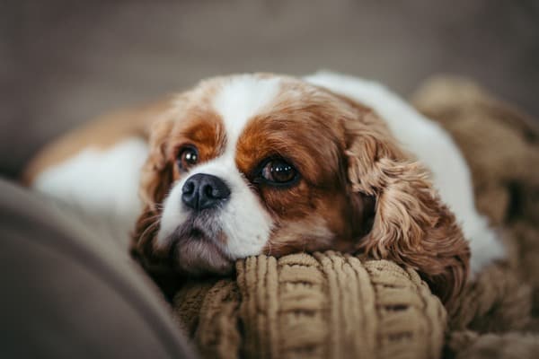 dog had dark brown urine