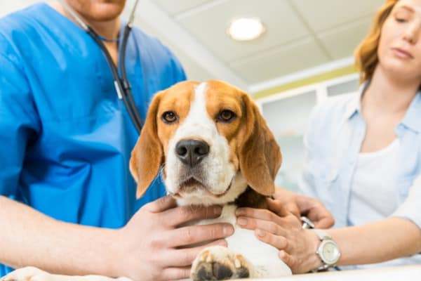 dog treatment