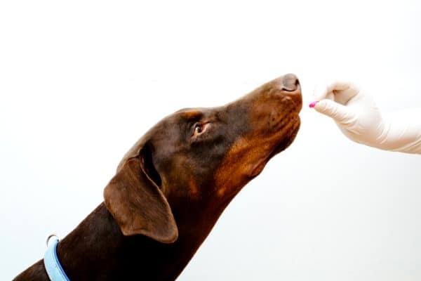 dog urinary health supplement