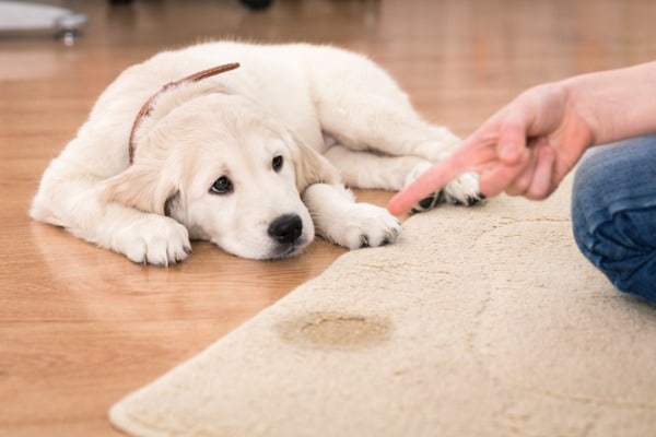 dog urinated on fabric