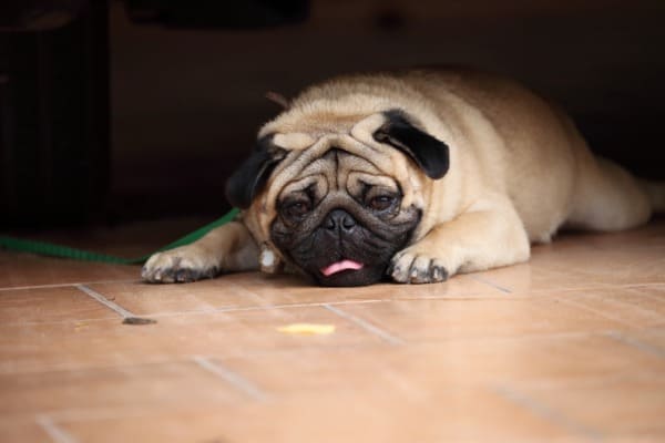 dog urine smells fishy