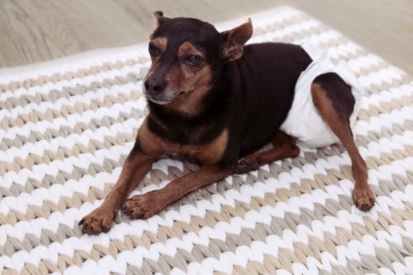 dog wearing diaper