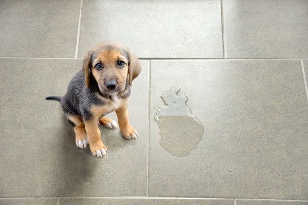 dog with Incontinence