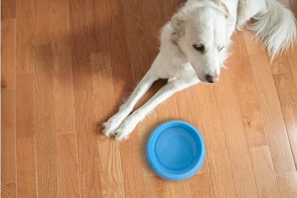 dog with water