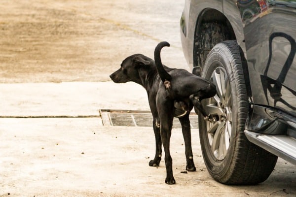 dog's urine is more like burnt rubber