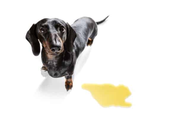 dog's urine