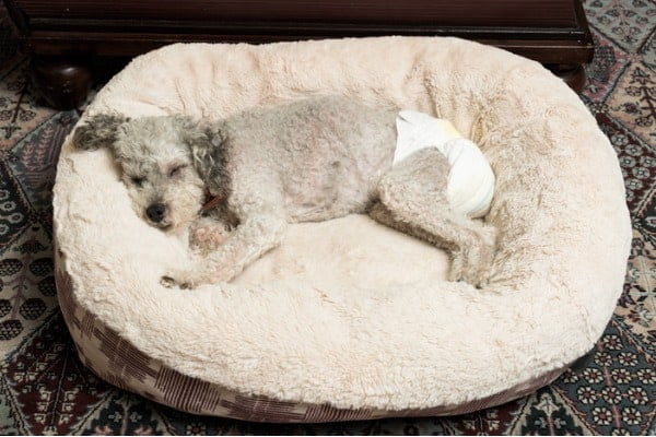 elder dog wearing diaper