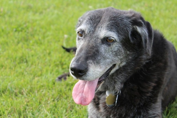 elderly dog