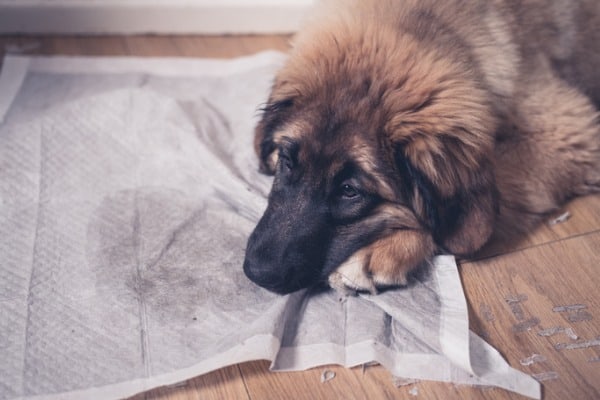elderly dog