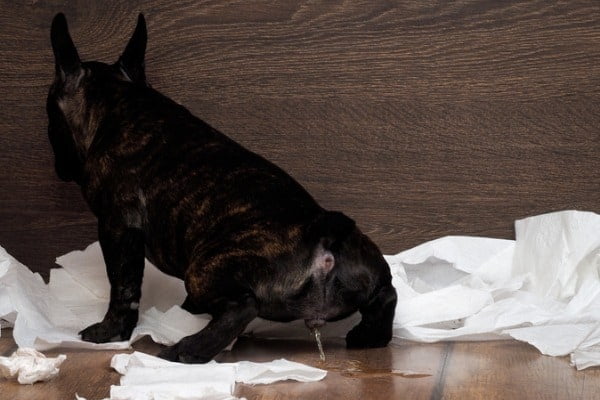 female dog urinating
