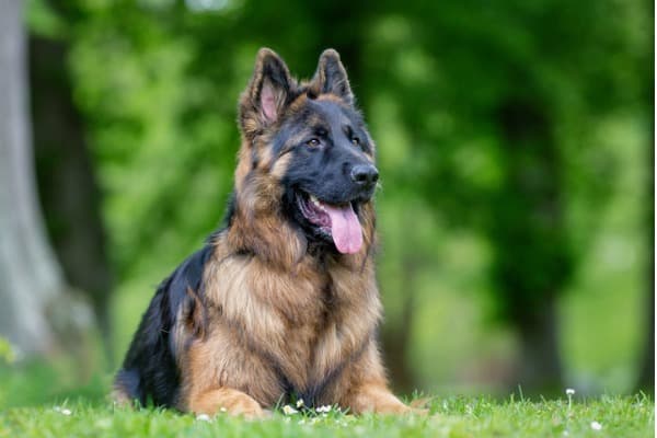 german shepherd dog