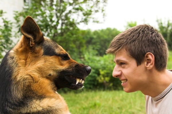 german shepherds are aggressive