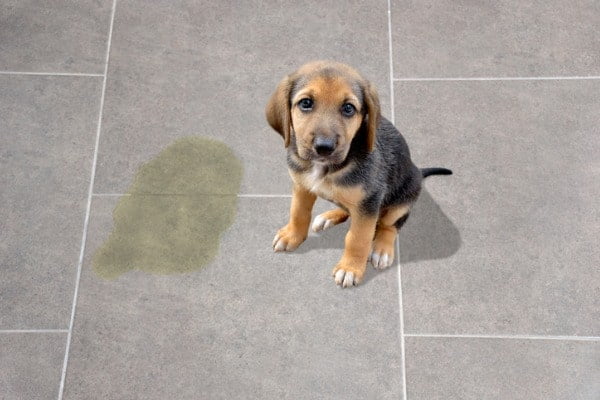 health hazards of dog urine