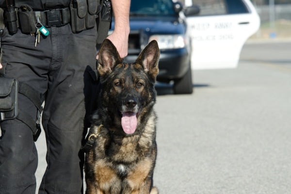 military german shepherd dog