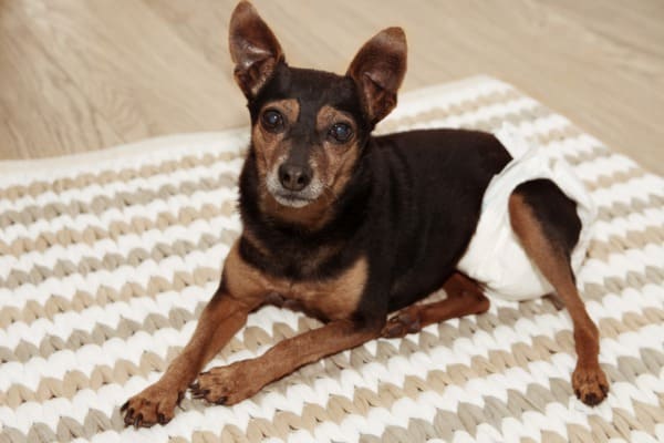 older dog wear diaper