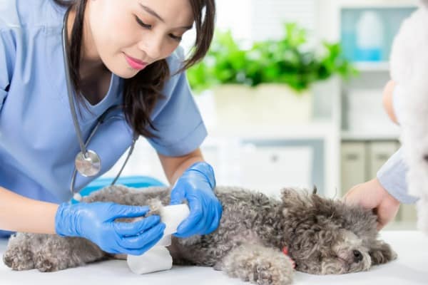 poodle knee problem