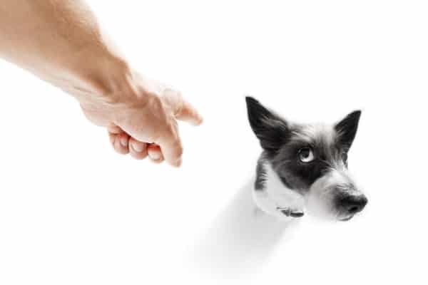 punish dog