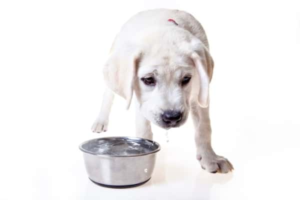 puppy drinking water
