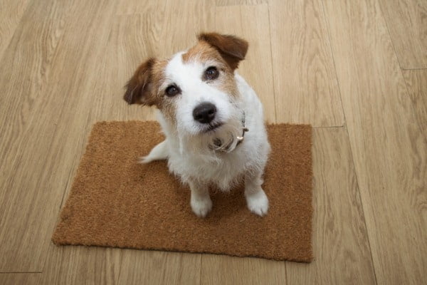 puppy house training