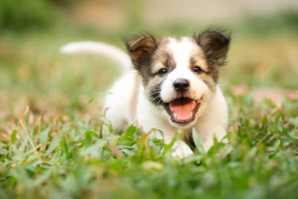 puppy