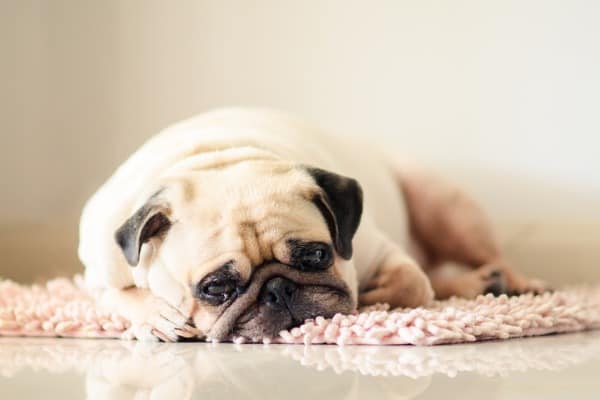 stressed dog with foamy urine