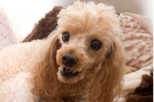 temperament poodle