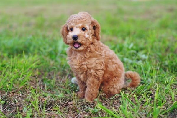 toy poodle puppy sitting