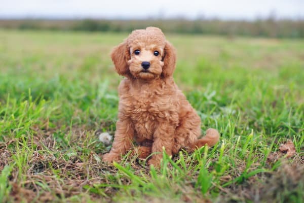 toy poodle