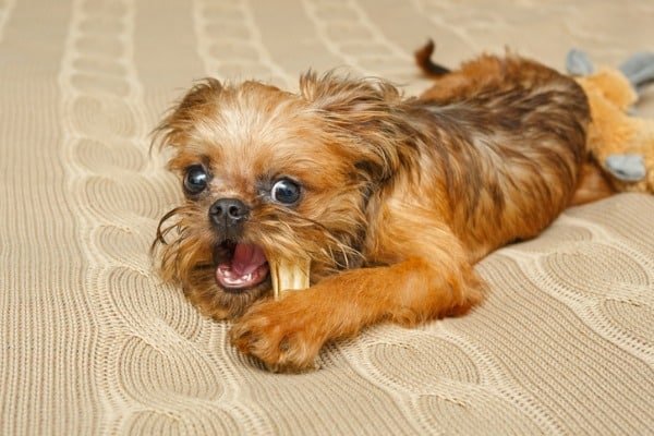 treat your dog