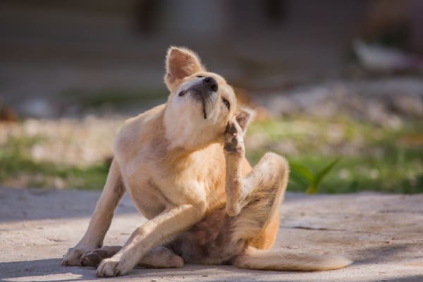 dog scratching hot ears