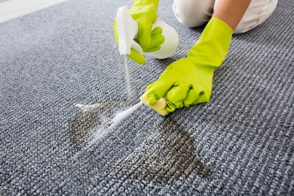applying enzyme cleaner on your carpet