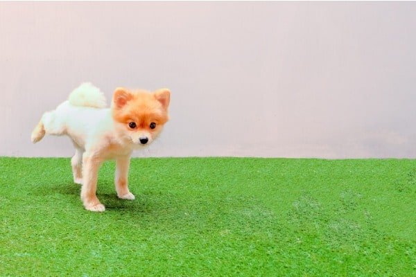 dog peeing on artificial grass