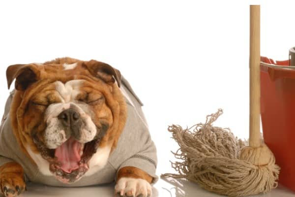 cleaning dog's urine