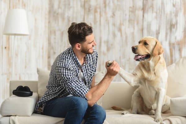 correcting your dog