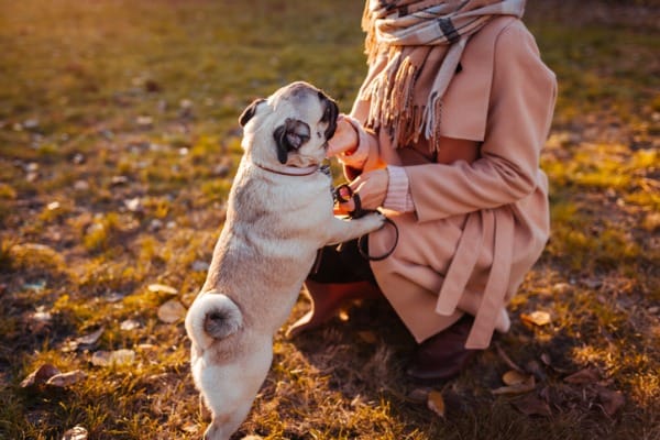 dog climbing you