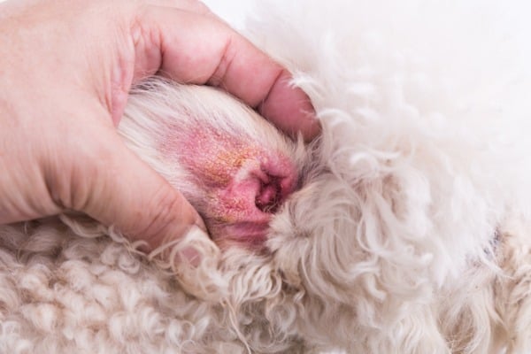 dog with inflamed ear infections