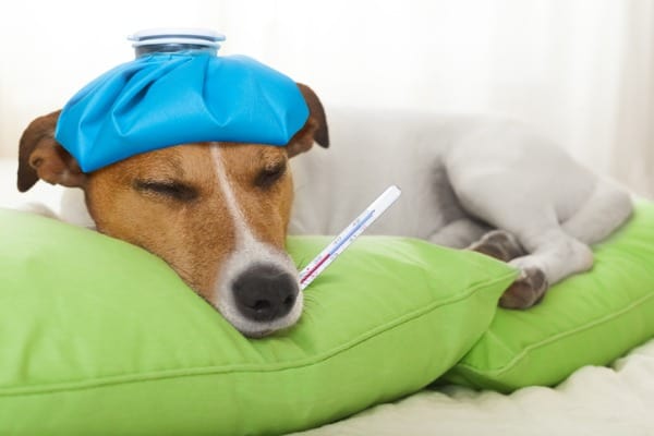 fever causes hot ears