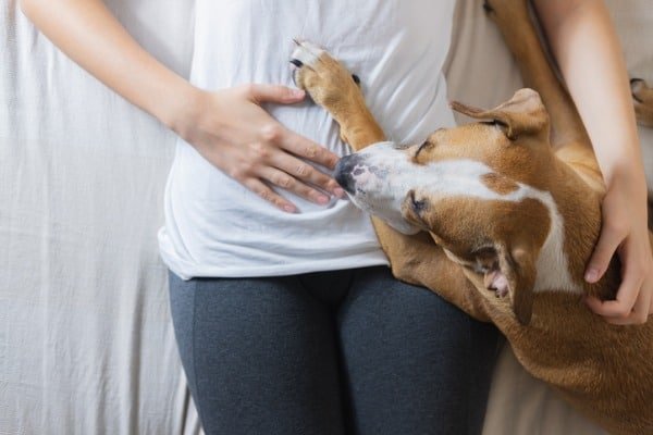 dog know when owner is pregnant