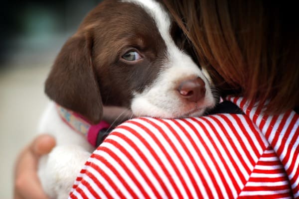 dog need cuddle