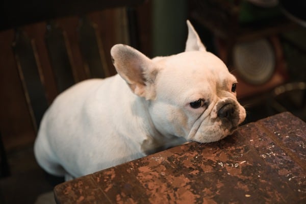 How to Get Dog Urine Out of Wood Furniture: 3 EASY Steps